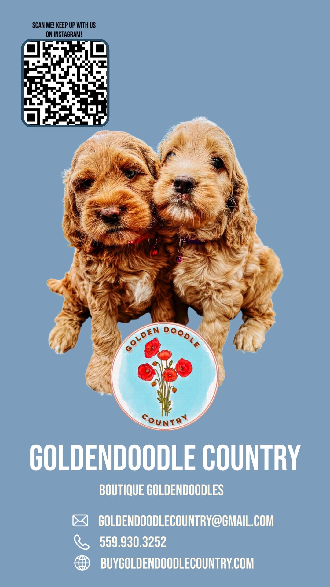 Goldendoodle country hot sale